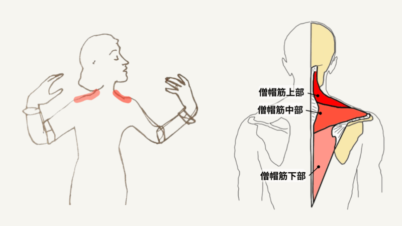 両手を自由に動かす人物と、僧帽筋の上部・中部・下部を示した解剖図。肩こりの背景を示す図解