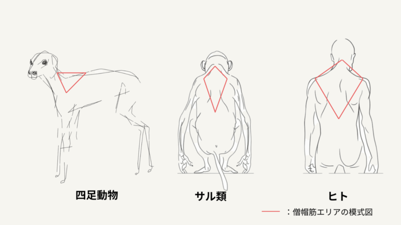 犬、サル、ヒトの背面シルエットに描かれた僧帽筋の範囲比較。四足から二足歩行へ進化するにつれ、僧帽筋の形と役割が変化していることを示す図