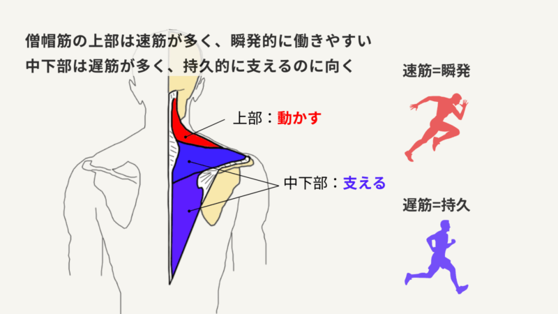 僧帽筋の上部は赤色で示され速筋が多く瞬発的に働く。中下部は青色で示され遅筋が多く持久的に支える。右側にスプリンターとランナーのシルエットで速筋と遅筋の違いを示した図